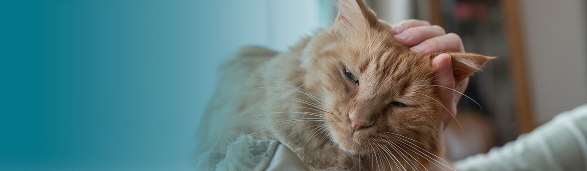 Аллергия на кошек